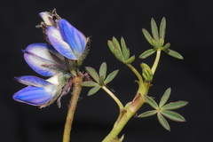 Lupinus microphyllus