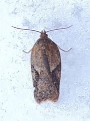 Acleris semiannula