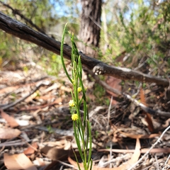 Acacia bynoeana