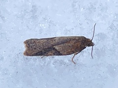 Acleris semiannula