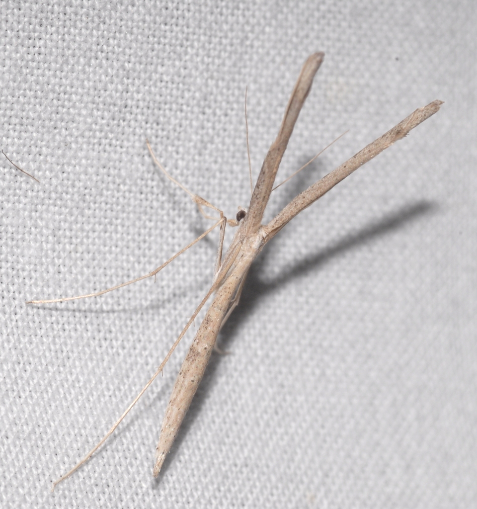 Cliff Plume Moth