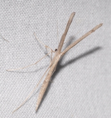 Agdistis meridionalis