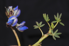 Lupinus microphyllus