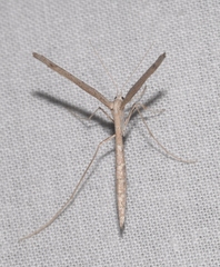 Agdistis meridionalis