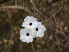 Ipomoea populina