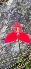 Disa uniflora