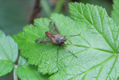 Rhagio