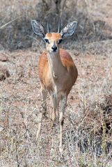 Raphicerus campestris campestris