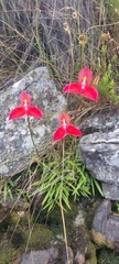 Disa uniflora