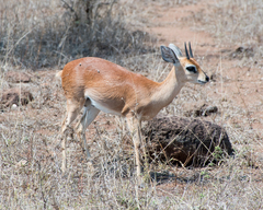 Raphicerus campestris campestris