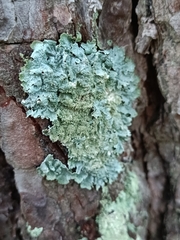 Parmelia ernstiae