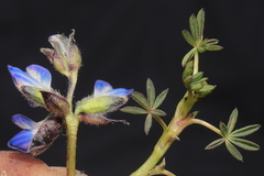 Lupinus microphyllus