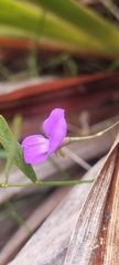 Psoralea laxa
