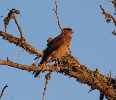 Daptrius chimango chimango