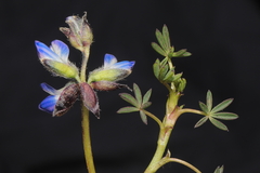Lupinus microphyllus