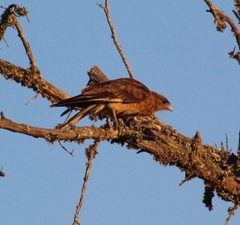 Daptrius chimango chimango