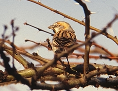 Passer rufocinctus