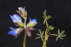 Lupinus microphyllus