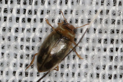 Allodessus bistrigatus