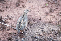 Coturnix delegorguei