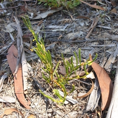 Acacia bynoeana