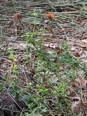 Leonotis nepetifolia