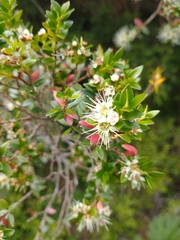 Metrosideros stipularis