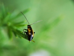 Calomicrus circumfusus