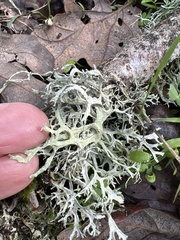 Evernia prunastri