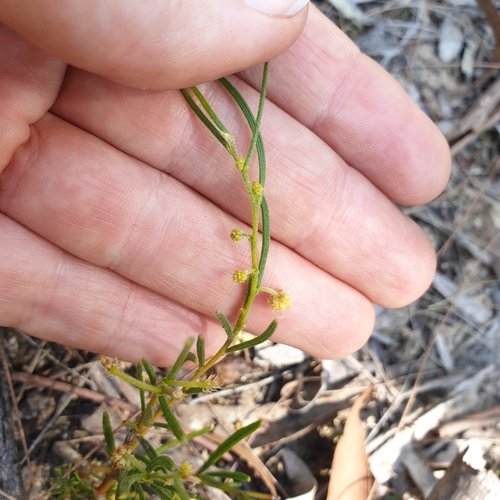 Image of Acacia bynoeana by (c) Shelomi Doyle, some rights reserved (CC BY)