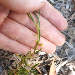 Acacia bynoeana