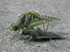 Dromogomphus spoliatus