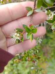 Metrosideros stipularis