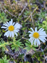 Celmisia walkeri