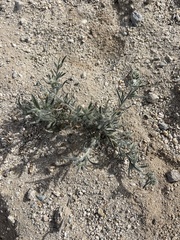 Johnstonella angustifolia