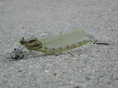 Dromogomphus spoliatus