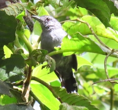 Thamnophilus atrinucha