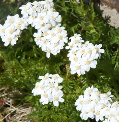Achillea erba-rotta