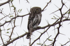 Glaucidium perlatum