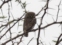 Glaucidium perlatum