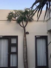 Pachypodium lamerei