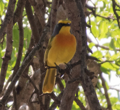 Telophorus sulfureopectus