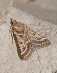Stemmatophora borgialis