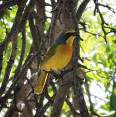 Telophorus sulfureopectus