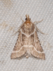 Stemmatophora borgialis