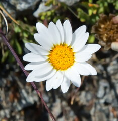 Leucanthemopsis
