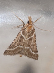 Stemmatophora borgialis