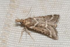 Stemmatophora borgialis