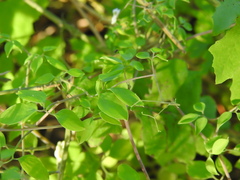 Ceratocapnos heterocarpa
