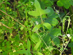 Ceratocapnos heterocarpa